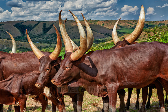 Ankole-Watusi or Ankole longhorn