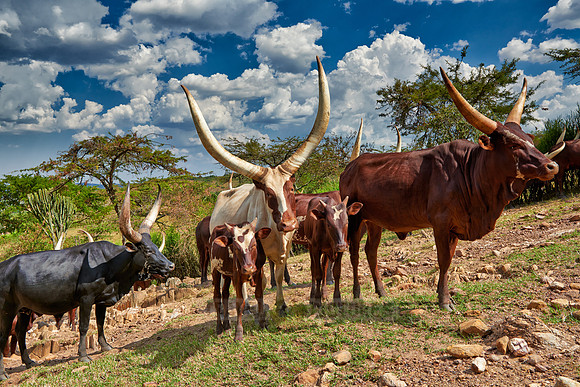 Ankole-Watusi or Ankole longhorn