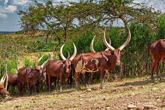 Ankole-Watusi or Ankole longhorn
