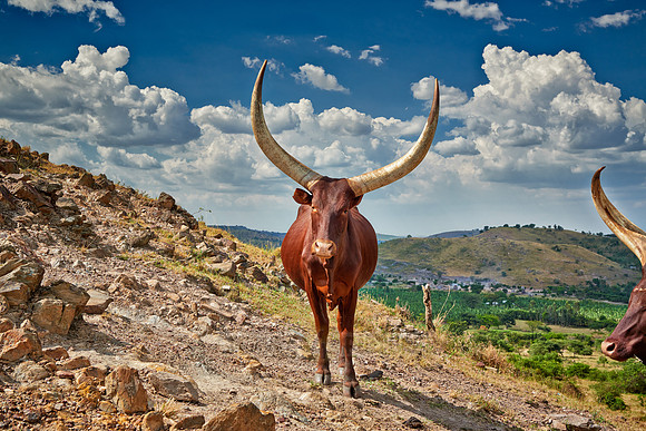 Ankole-Watusi or Ankole longhorn