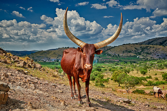 Ankole-Watusi or Ankole longhorn