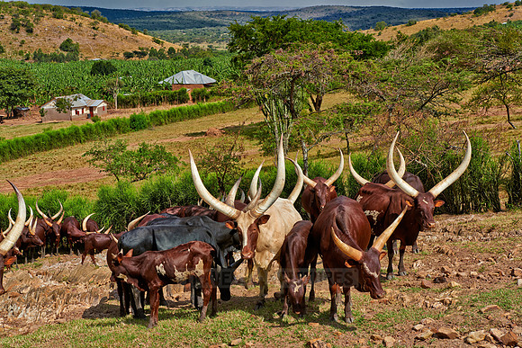 Ankole-Watusi or Ankole longhorn