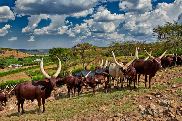 Ankole-Watusi or Ankole longhorn