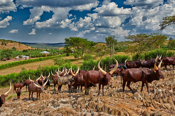 Ankole-Watusi or Ankole longhorn