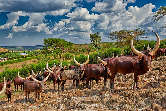 Ankole-Watusi or Ankole longhorn