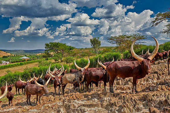 Ankole-Watusi or Ankole longhorn
