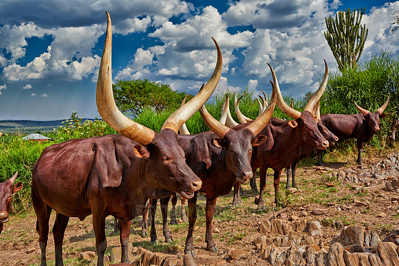 Ankole-Watusi or Ankole longhorn