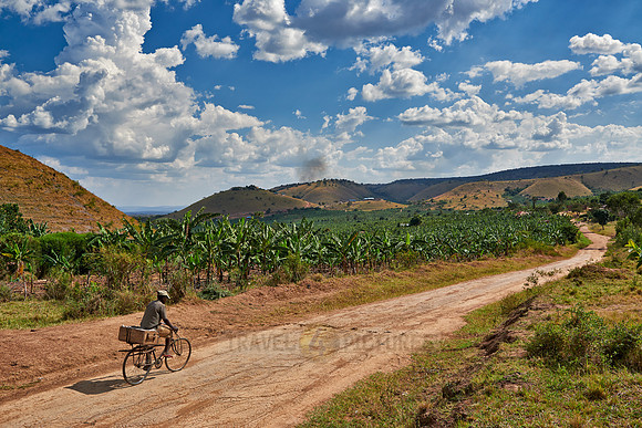 banana plantation near Lake Mburo