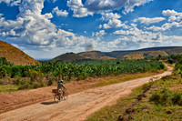 banana plantation near Lake Mburo