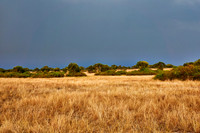 savanna landscape