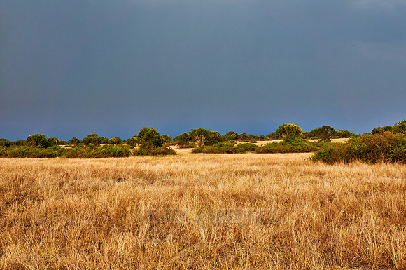 savanna landscape