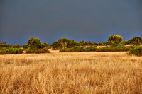 savanna landscape