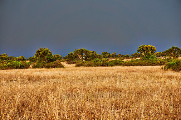savanna landscape