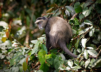 Blue Monkey or Diademed Monkey
