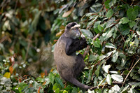 Blue Monkey or Diademed Monkey