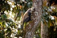 Blue Monkey or Diademed Monkey