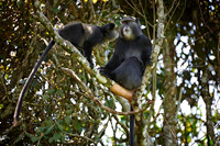 Blue Monkey or Diademed Monkey