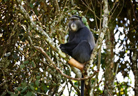 Blue Monkey or Diademed Monkey