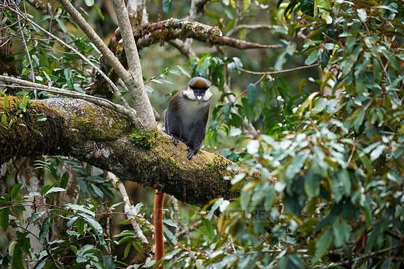 Red-tailed Monkey, Cercopithecus ascanius