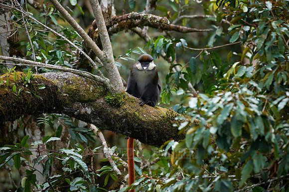 Red-tailed Monkey, Cercopithecus ascanius