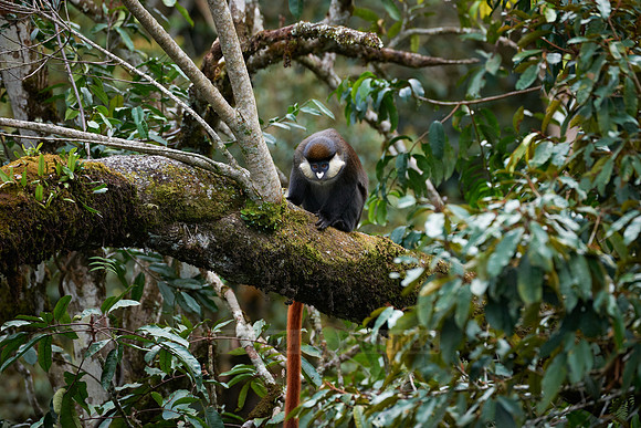 Red-tailed Monkey, Cercopithecus ascanius