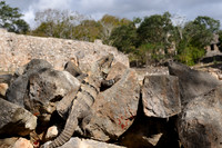 Black Spiny-tailed Iguana or Black Iguana