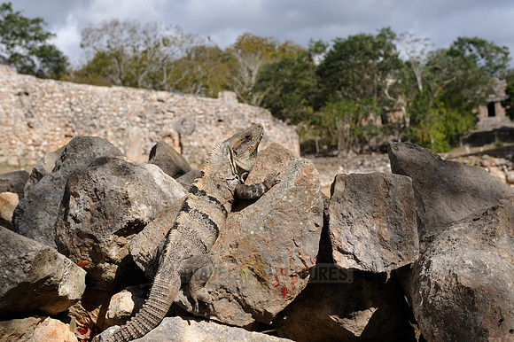 Black Spiny-tailed Iguana or Black Iguana
