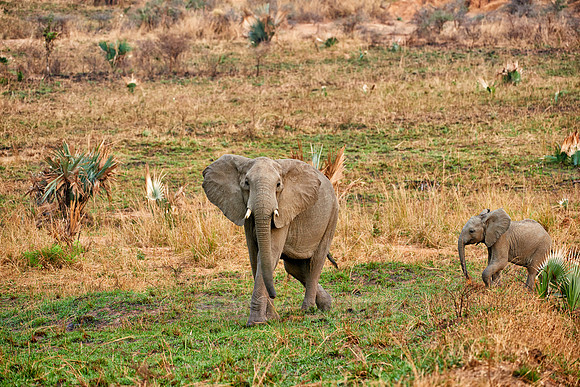 African Elephant with youngster