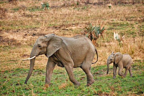 African Elephant with youngster