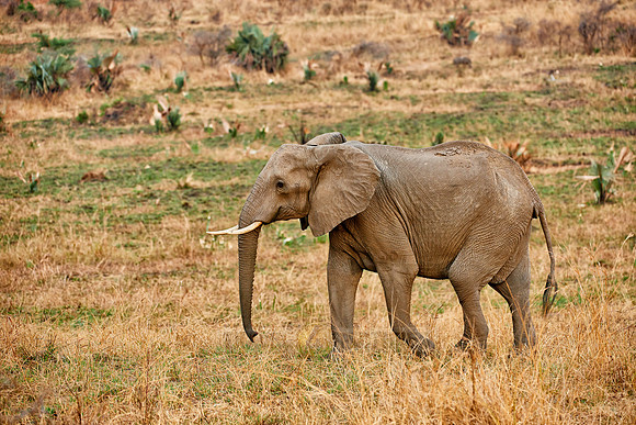 African Elephant with youngster