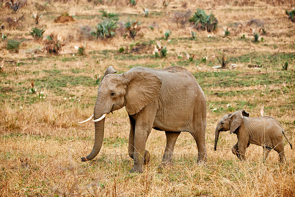 African Elephant with youngster