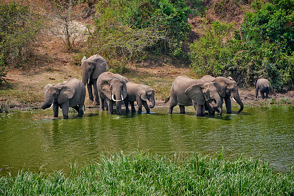 herd of African bush elephant