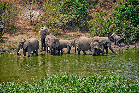 herd of African bush elephant