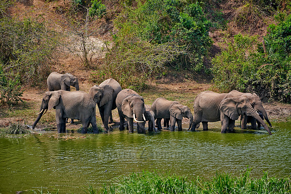 herd of African bush elephant