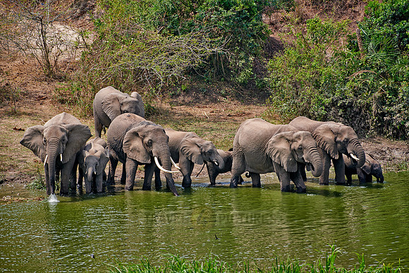 herd of African bush elephant