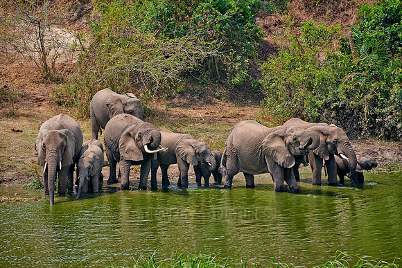 herd of African bush elephant