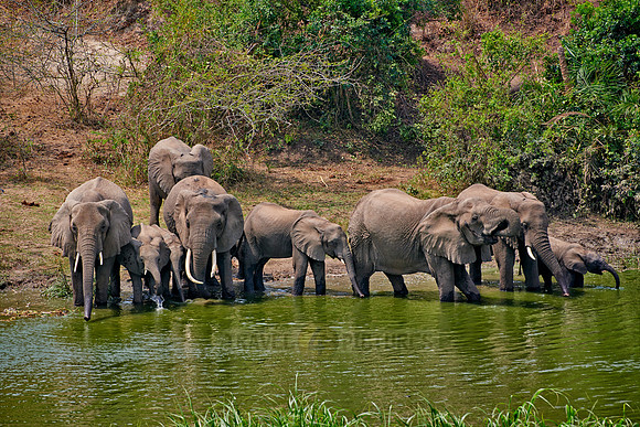 herd of African bush elephant