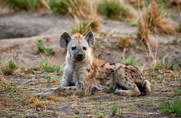 young spotted hyena, Crocuta crocuta