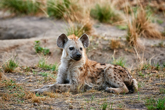young spotted hyena, Crocuta crocuta