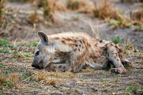 young spotted hyena, Crocuta crocuta