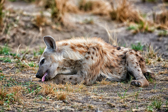 young spotted hyena, Crocuta crocuta