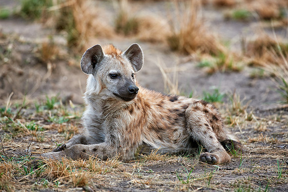 young spotted hyena, Crocuta crocuta