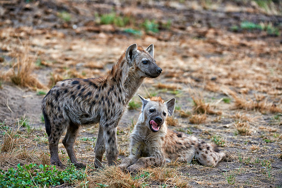 two young spotted hyenas, Crocuta crocuta
