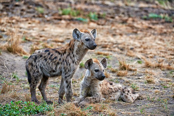 two young spotted hyenas, Crocuta crocuta