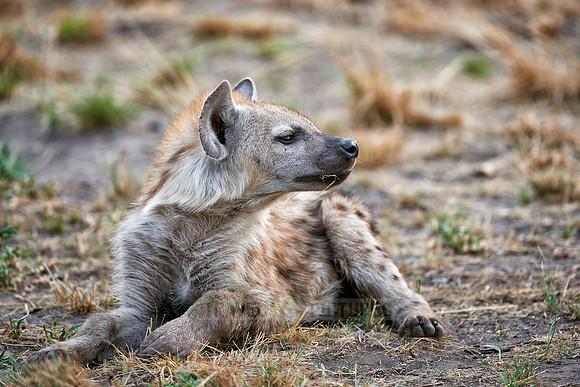 young spotted hyena, Crocuta crocuta