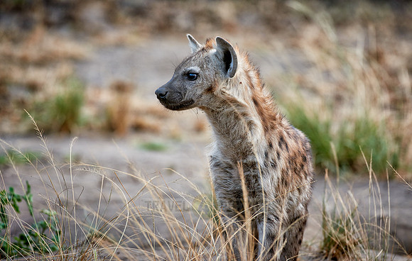 young spotted hyena, Crocuta crocuta