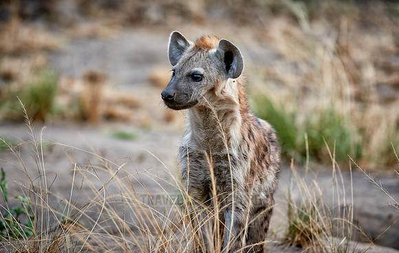 young spotted hyena, Crocuta crocuta