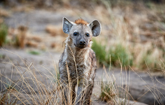 young spotted hyena, Crocuta crocuta