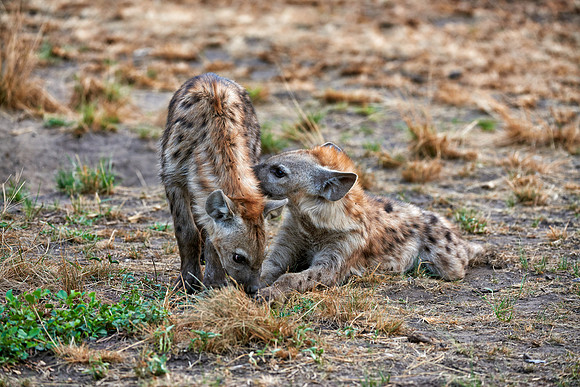 two young spotted hyenas, Crocuta crocuta