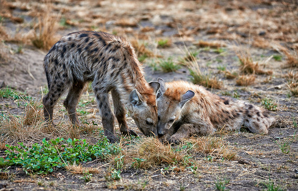 two young spotted hyenas, Crocuta crocuta